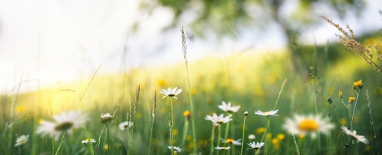 flowers and grass